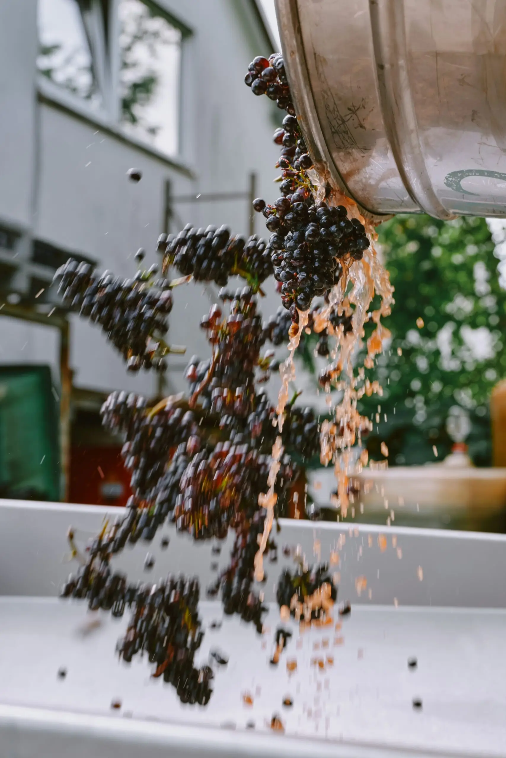 pet-trainer-illustration-05@2x